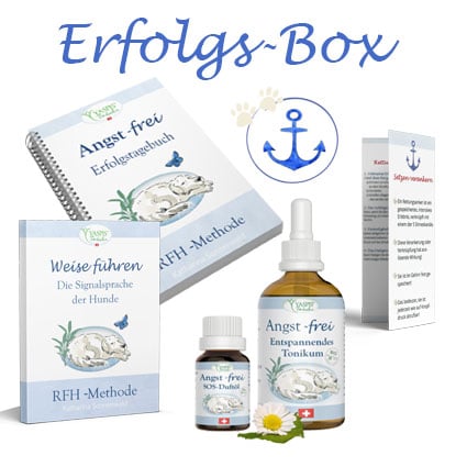 Erfolgs-Box-2