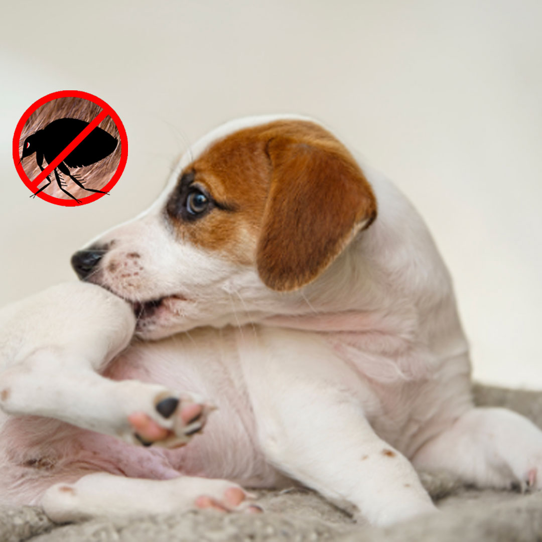 Hund hat Flöhe und kratzt sich.