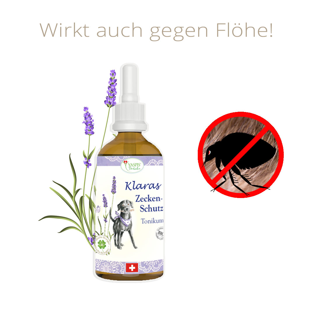 Klaras Zeckenschutztonikum wirkt auch bei Flöhen bei Hunden.