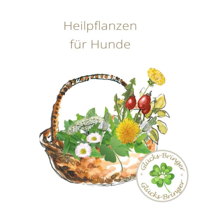 Heilpflanzen für Hunde. Im Korb gesammelt.