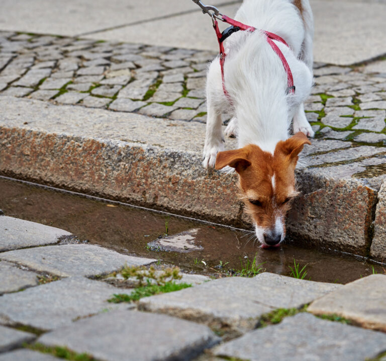 Hund trinkt aus der Pfütze. Schlecht für die Gesundheit.