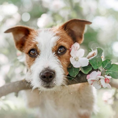 BARF-fuer-Hunde Kopie 4