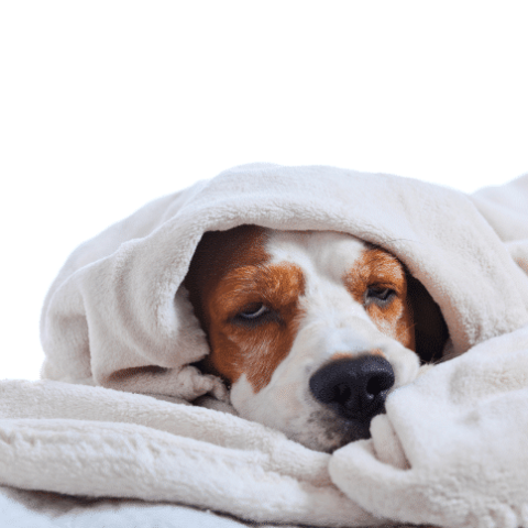 Gesunde-Hunde-