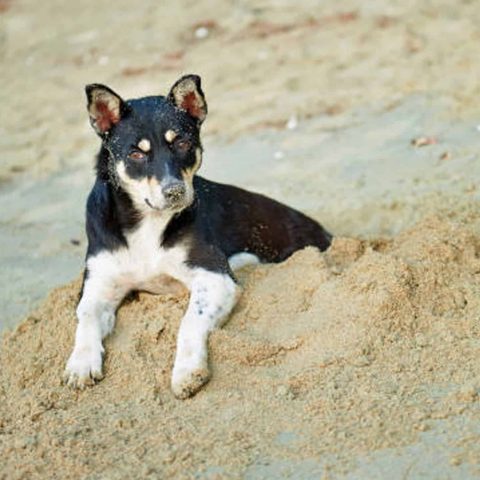 Gesunde-Hunde-22