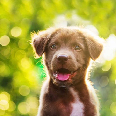 Gesunde-Hunde