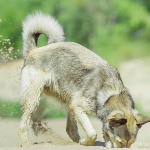 Gesunde-Hunde
