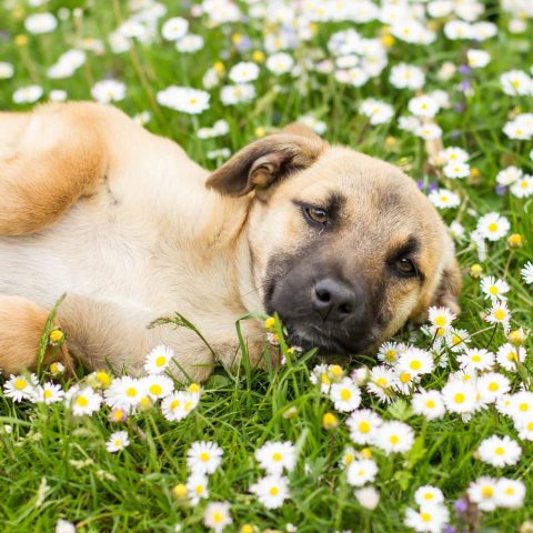 Gesunde-Hunde