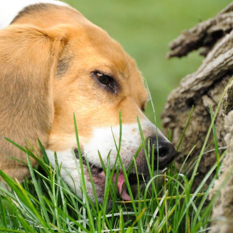 Hund frisst Unrat. Gefährlich für die Gesundheit.