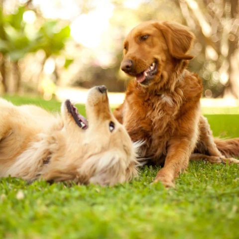 Hunde-Barfen-