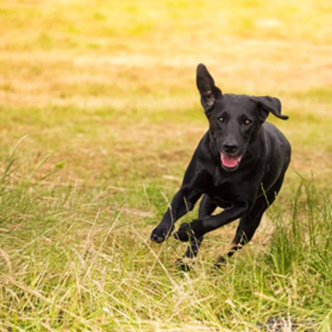 Hunde-Barfen-21