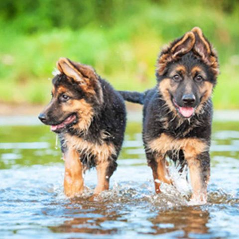 Hunde-Barfen-22