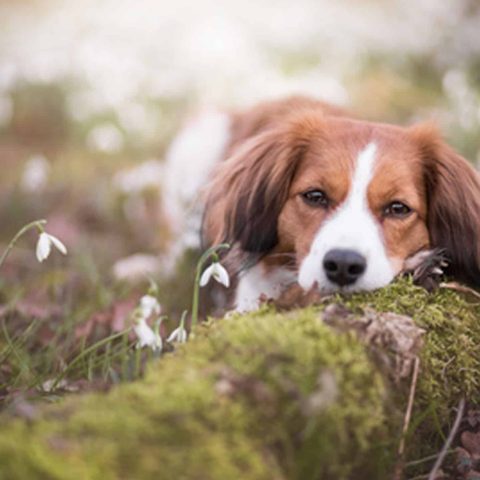 Hunde-Barfen