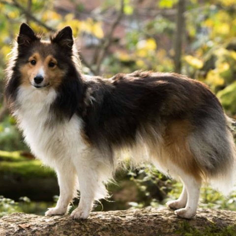 Hunde-Zecken