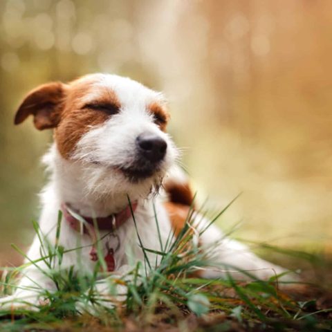 Zeckenschutz-Hund