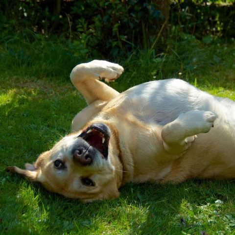 Zeckenschutz.Hund