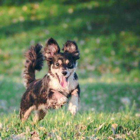 Zeckenschutz_Hund