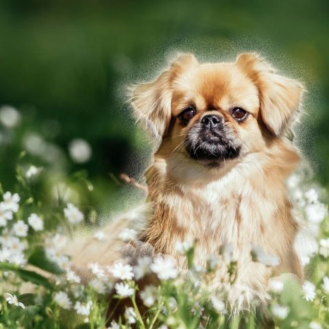 Zeckenschutz_Hund.