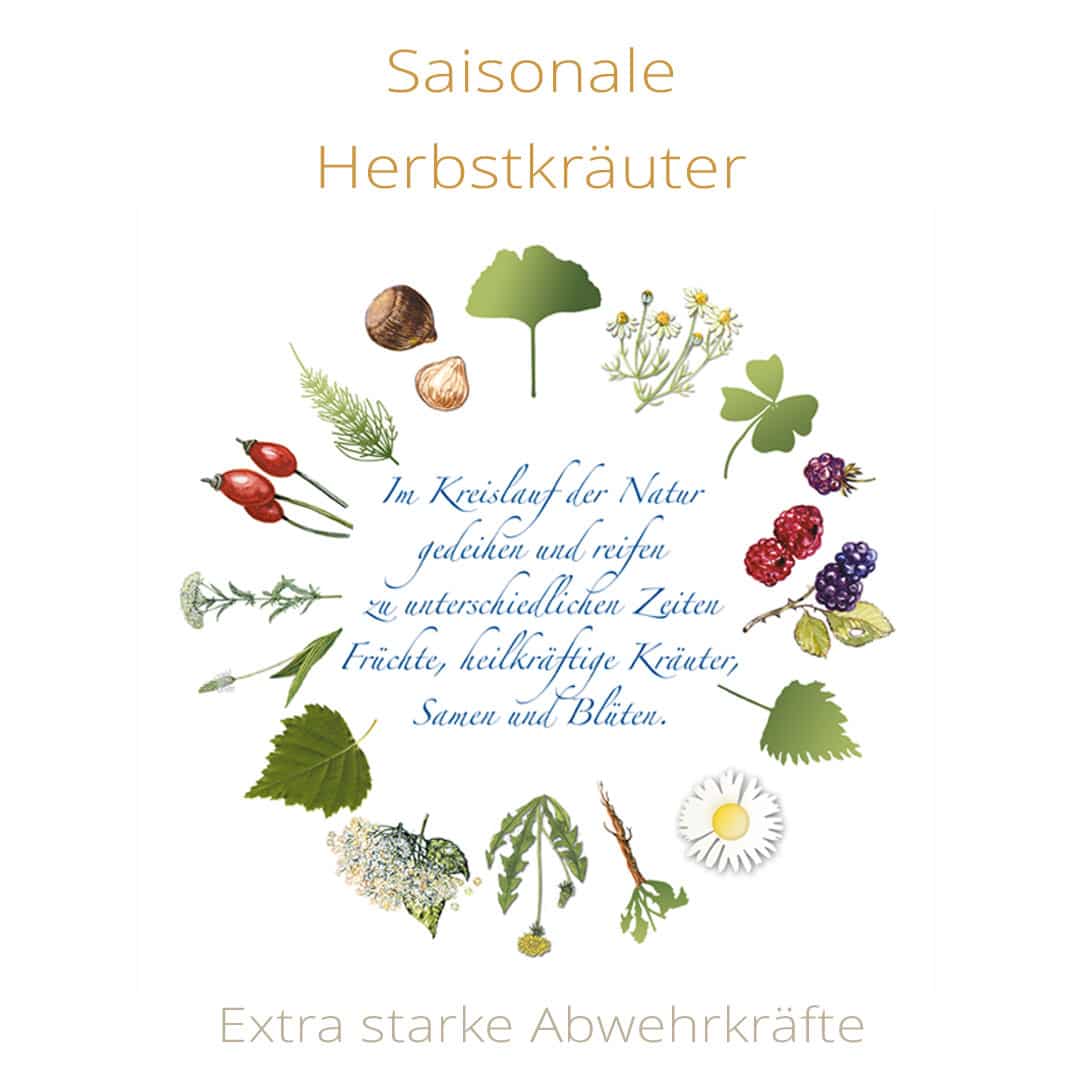 Kräuterschätze 3 im Herbst & Winter – Bild 4