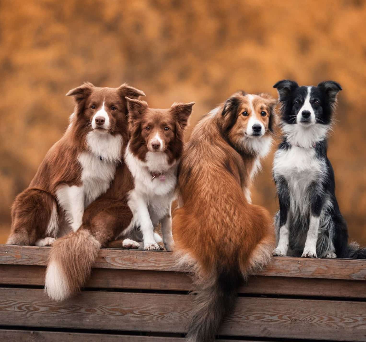 Gesunde-Hunde