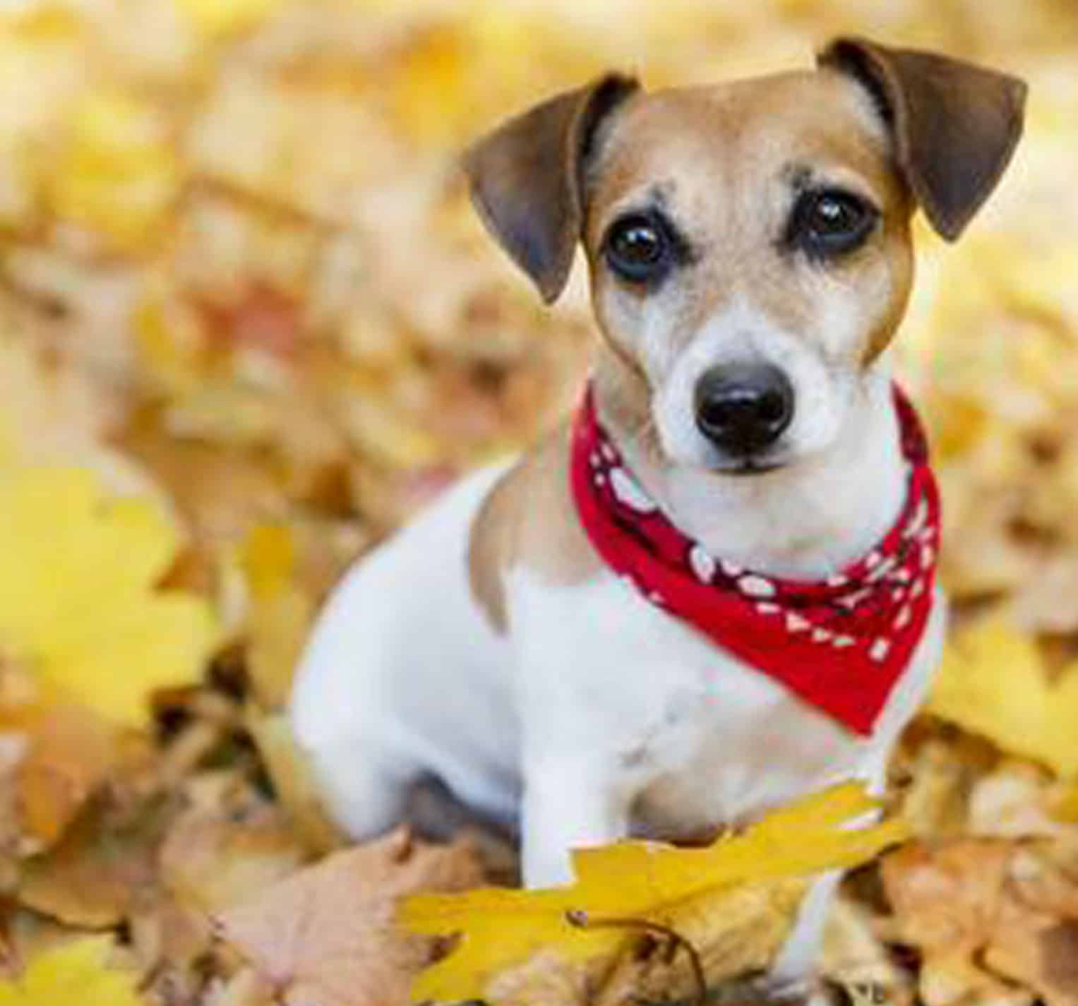 Gesunde-Hunde