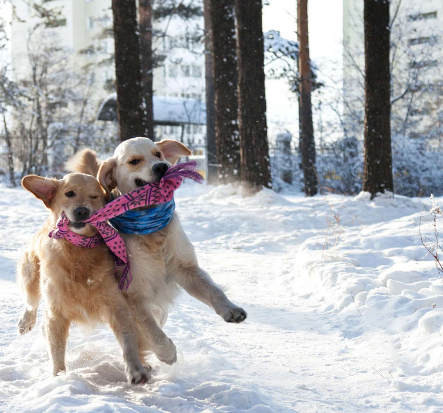 Gesunde-Hunde