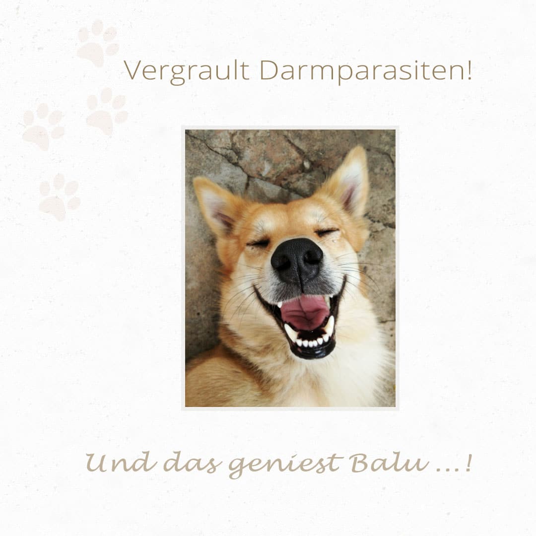 Hund freut sich, er hat keine Parasiten mehr im Darm.