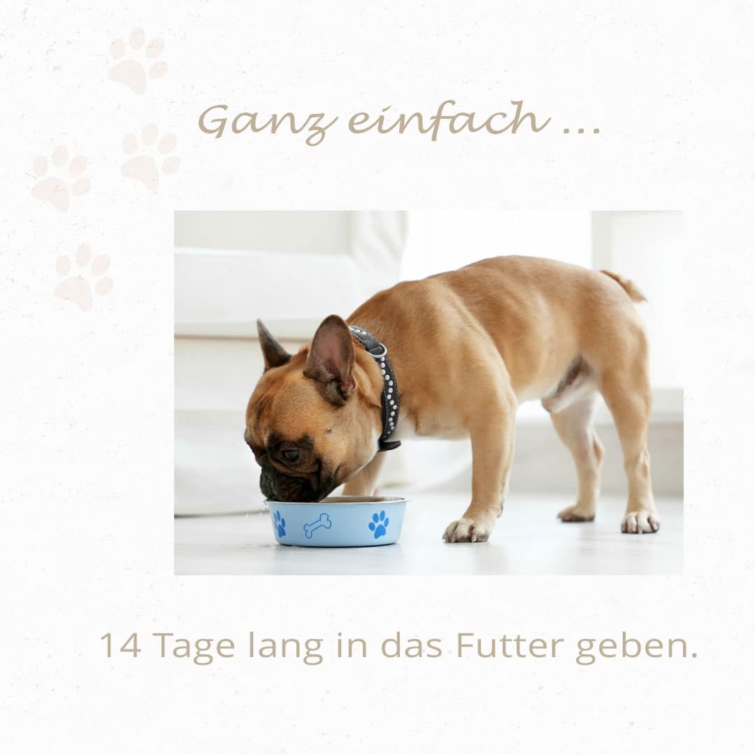 Gesunde-Hunde: Wurmschutz für Hunde – Bild 3