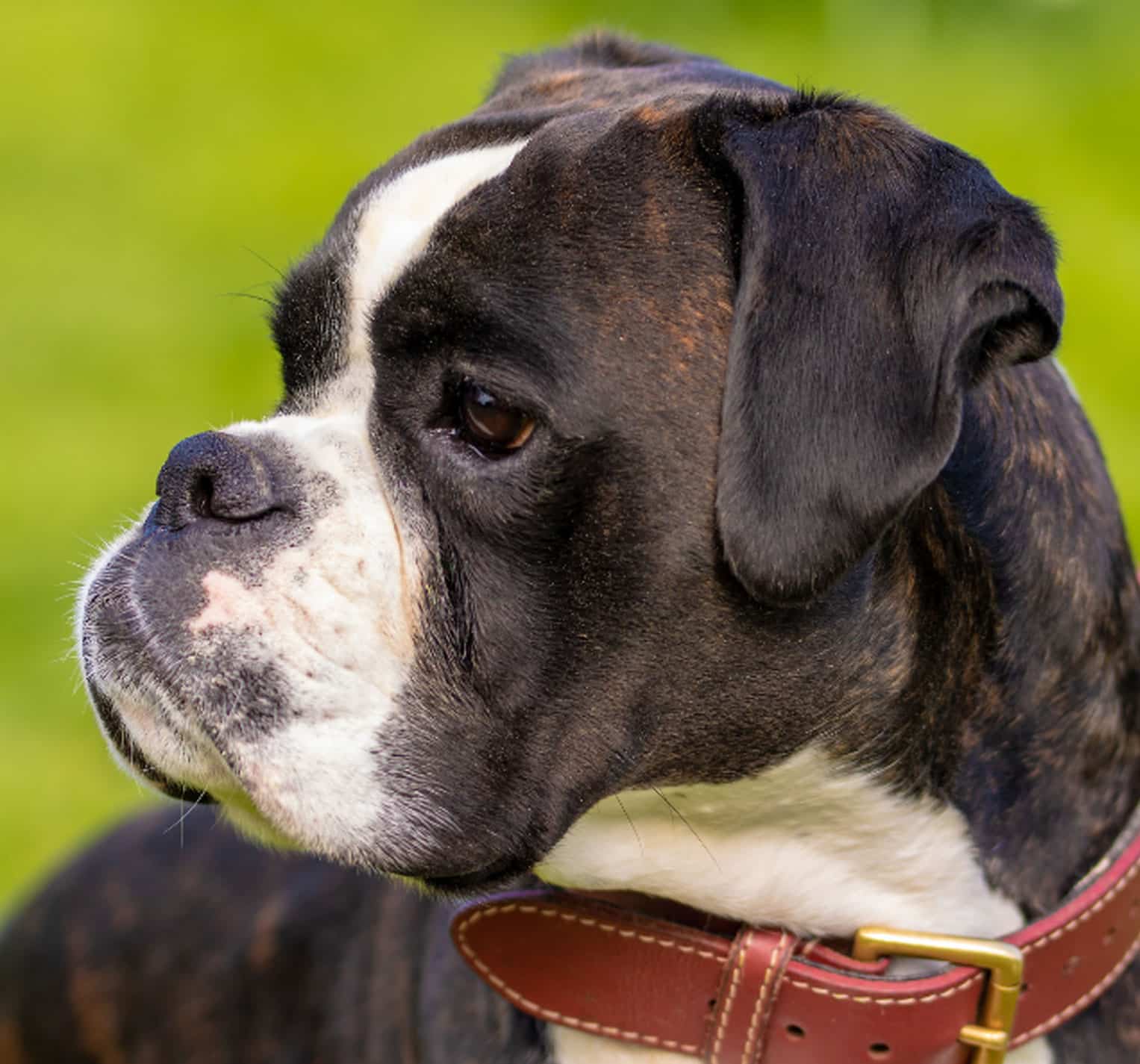 Gesunde-Hunde Kopie 6