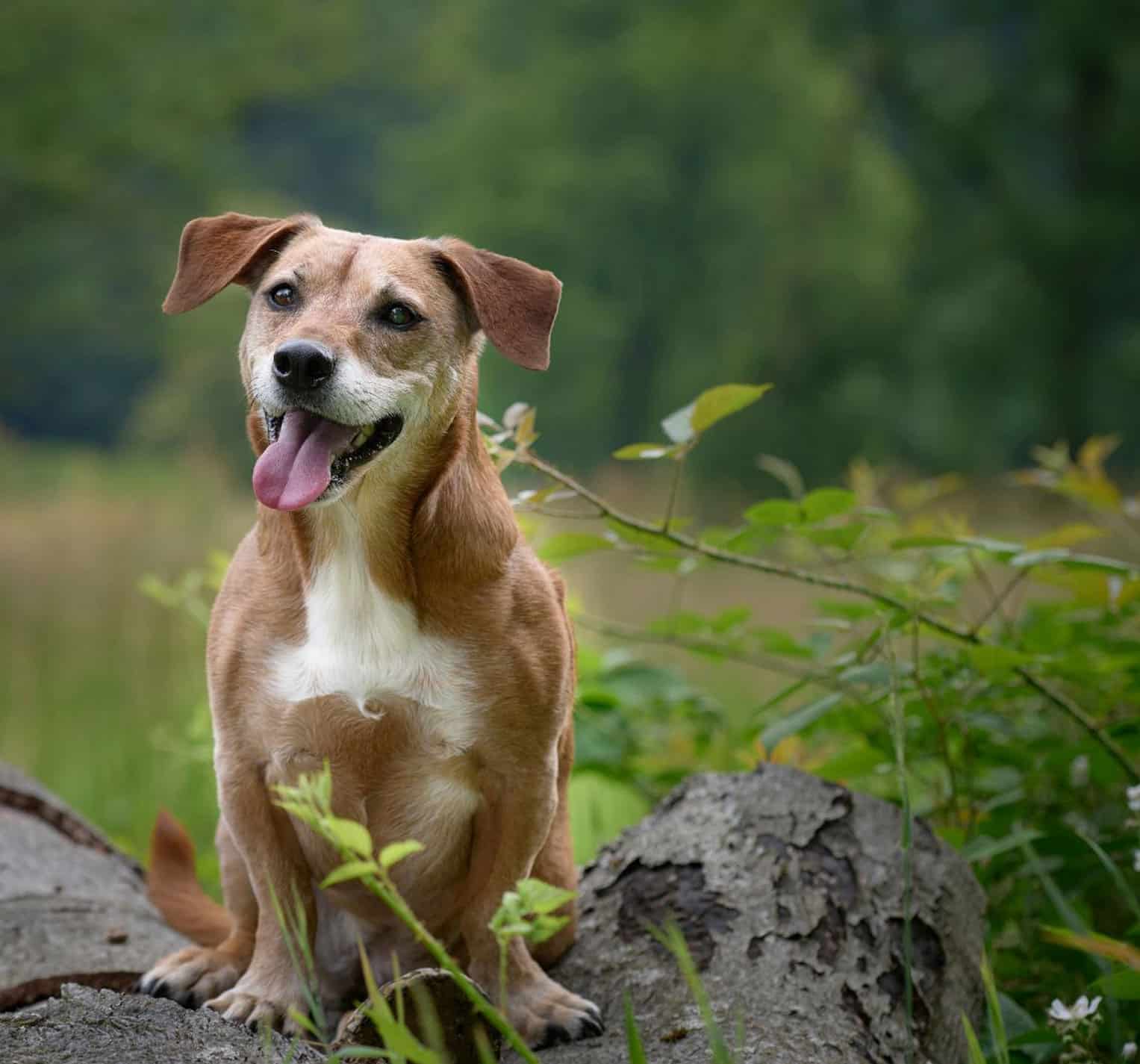 Gesunde-Hunde