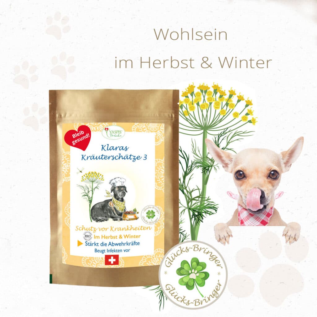 Kräuterschätze im Herbst und Winter