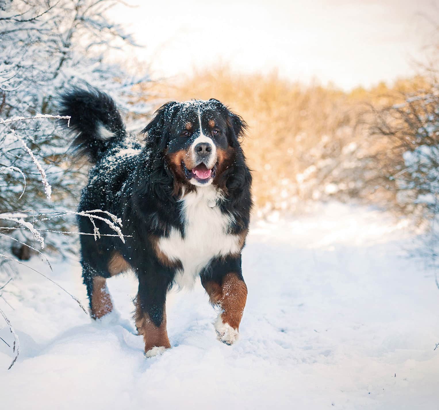 Hunde-Barfen-31
