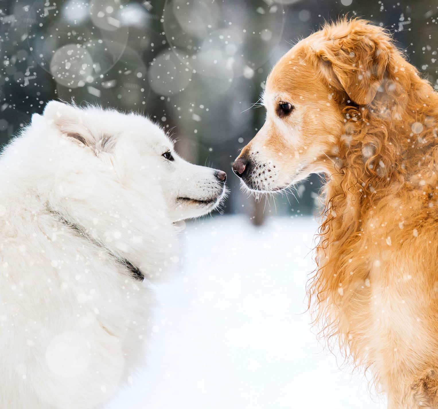 Hunde-Barfen