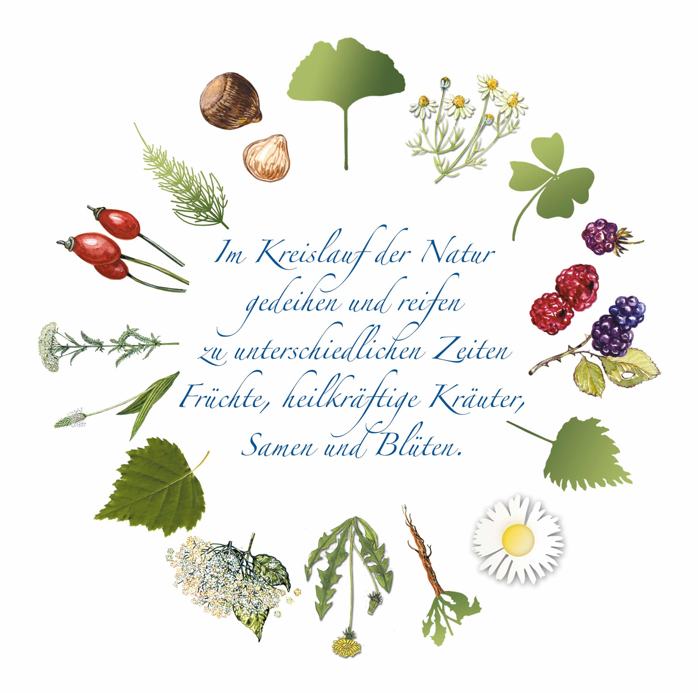 Illustration: Im Kreislauf der Natur wachsen unterschiedliche Kräuter für Hunde.