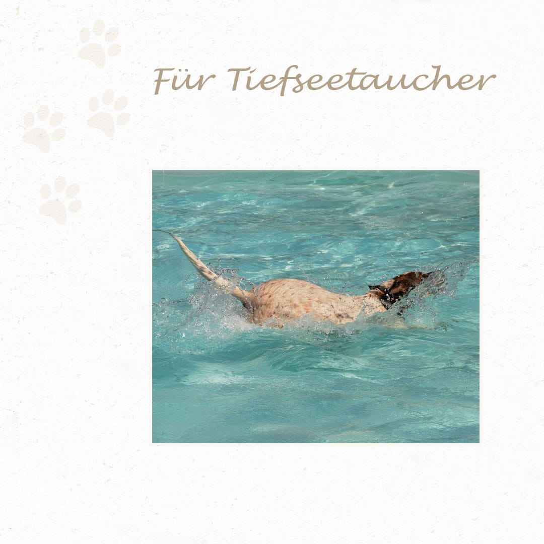 Hunde BARFEN: Klaras Barf-Gesundheits-Set Nr. 2 – Bild 5