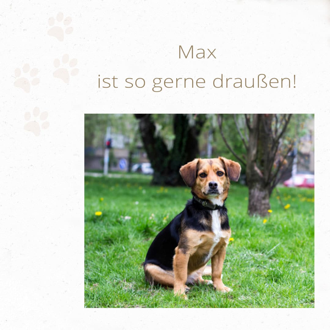 Zecken-Schutz-Hund