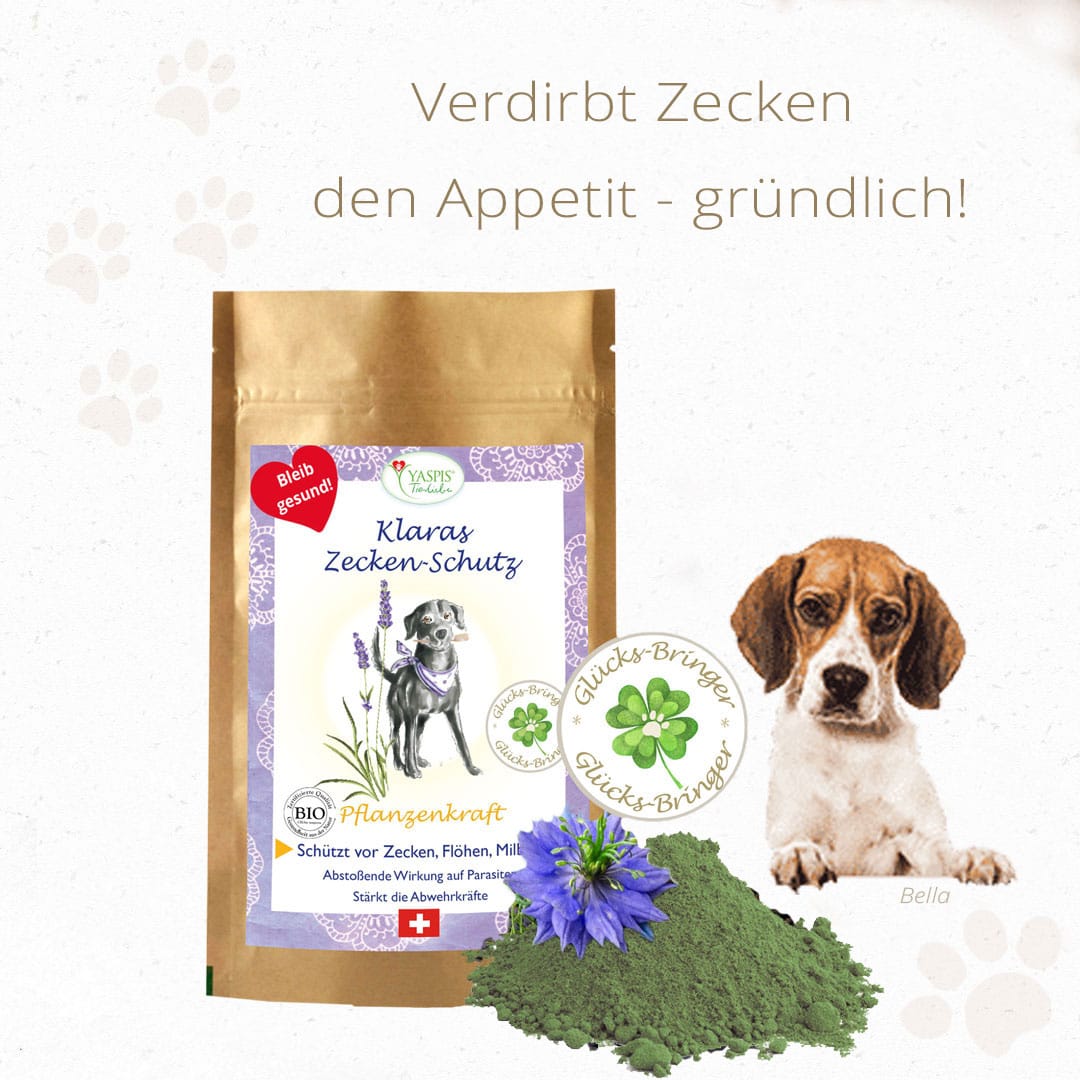 Zecken_Hunde