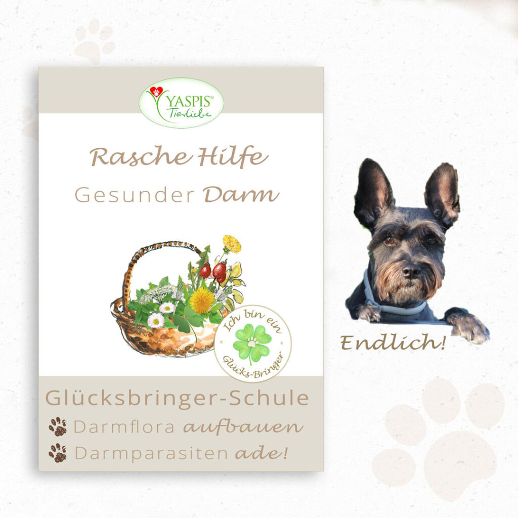 Gesunder Darm - gesunder Hund. Kurs: Wie sie eine Darmsanierung durchführen.