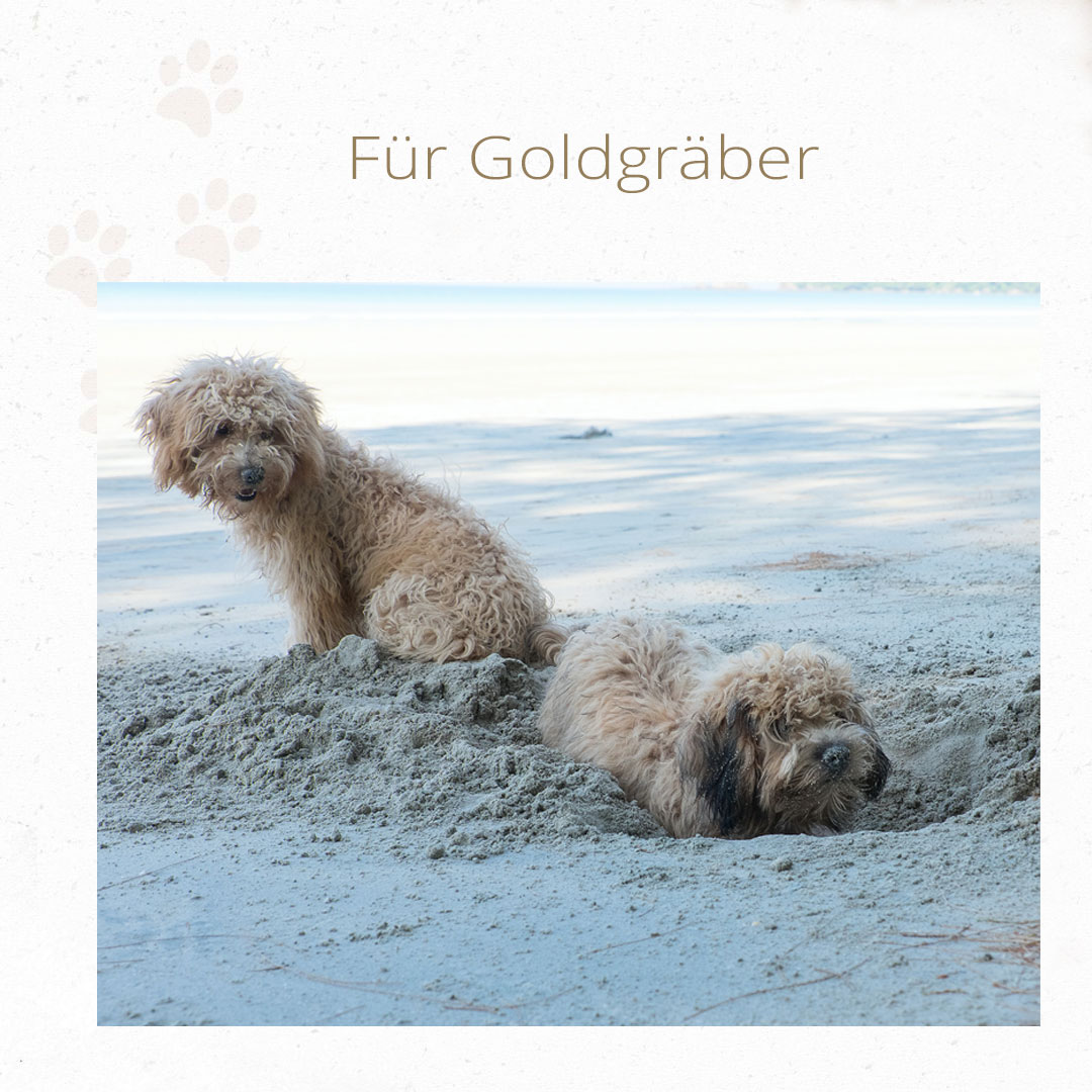Gesunde Hunde buddeln vergnügt im Sand.
