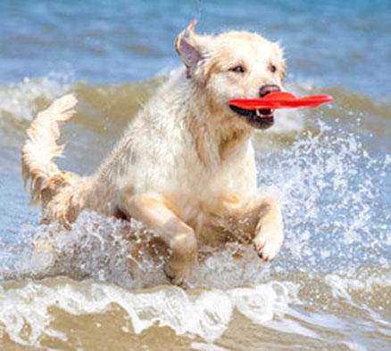 Gesunder Hund schwimmt. Dank Barfen.