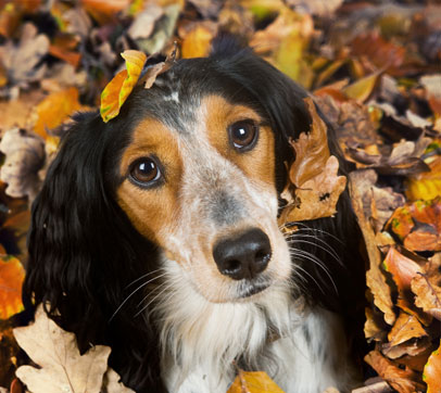 Hund-Herbst-Barfen
