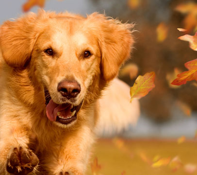 Hund-Herbst-gesund-Barfen