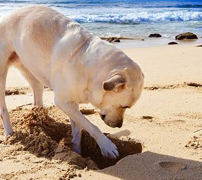 Hund ist gesund. Dank natürlichen Barfzusätzen.