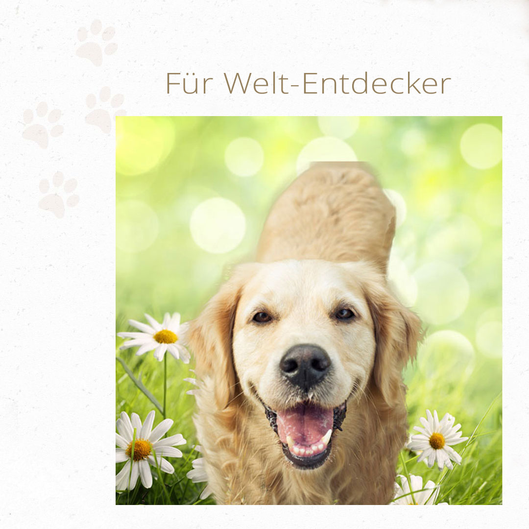 Hund ist gesund und freut sich auf der Frühlingswiese.