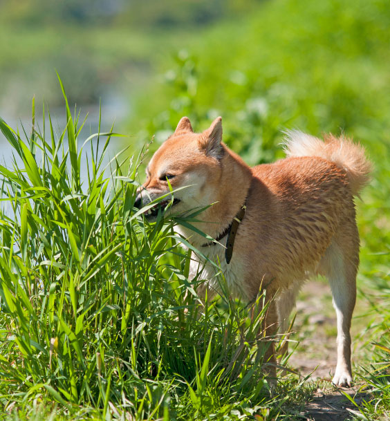 Hund-frisst-Gras