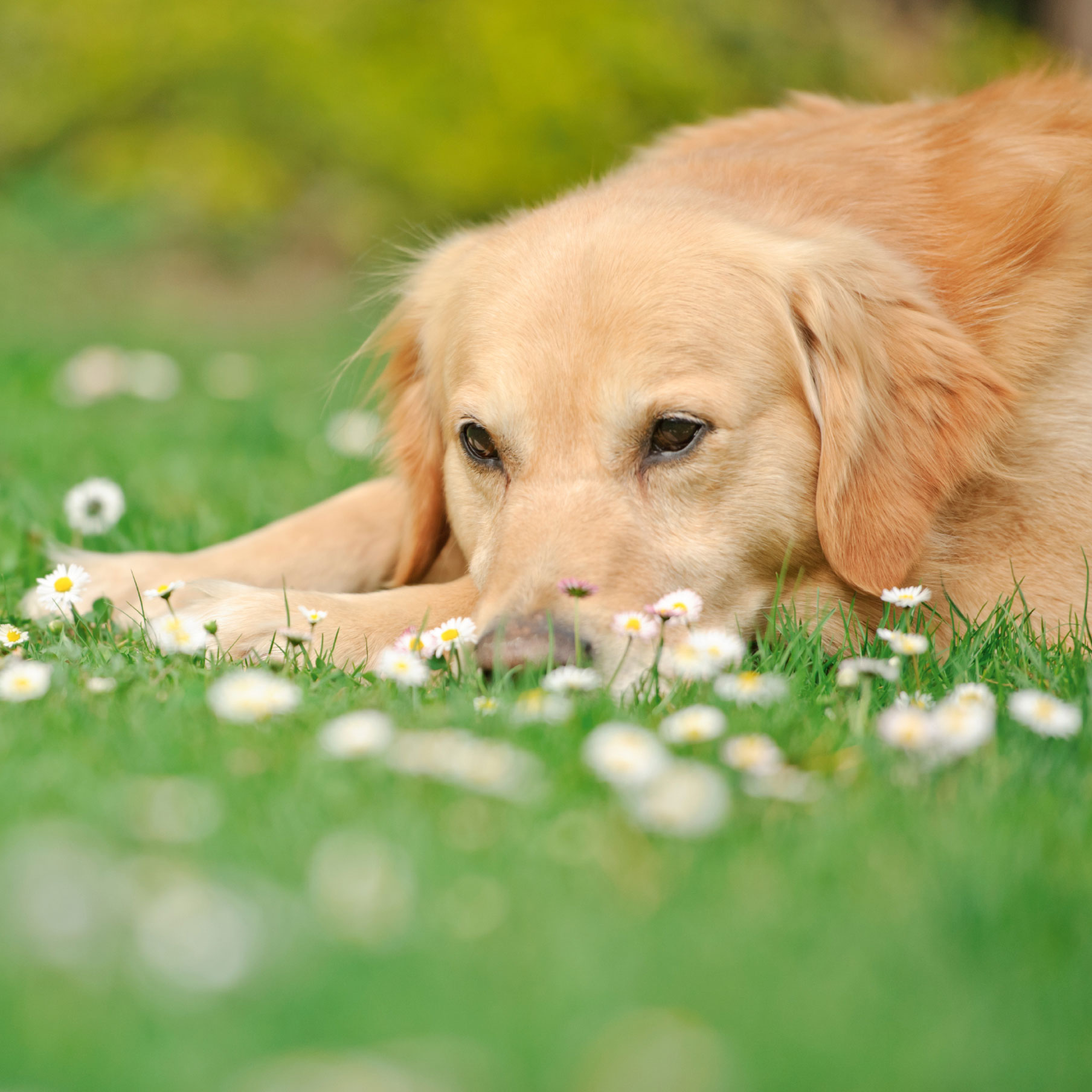 Hunde-BARF-Kräuter im Frühling sammeln.