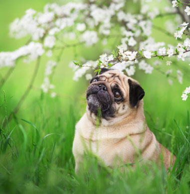 Weissdorn für Hunde im Frühling.