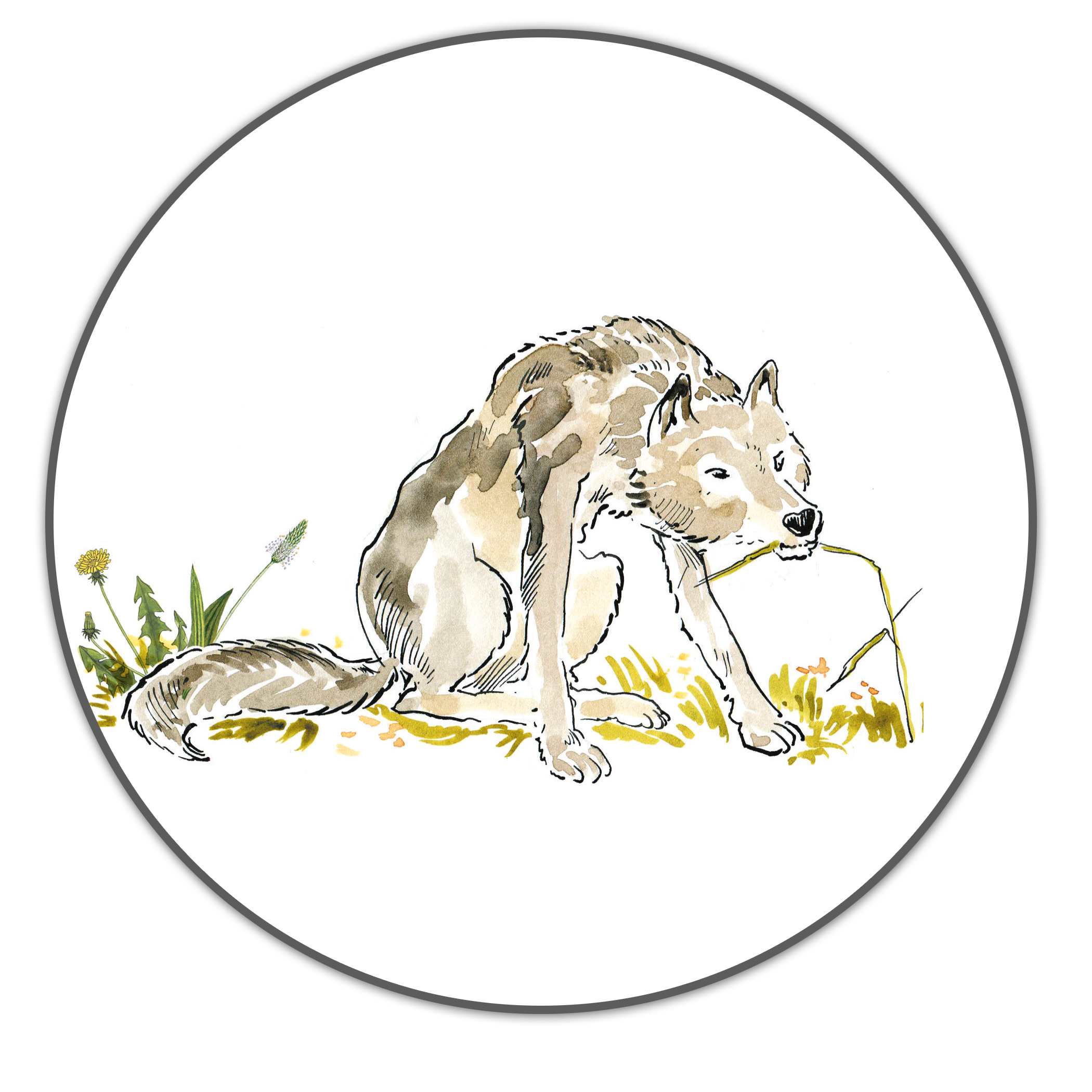 Wolf frisst geuesslich Gras_