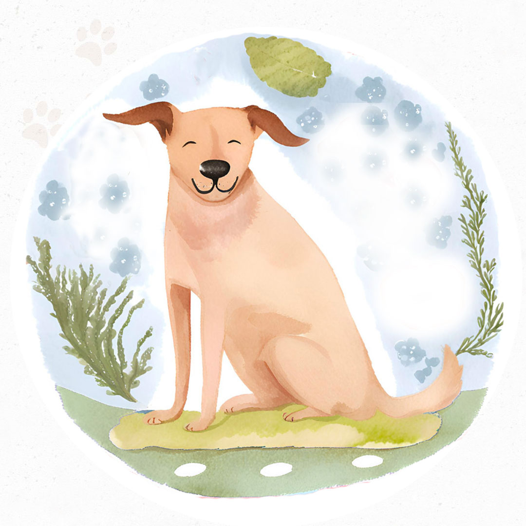 Gesunder-Hund-