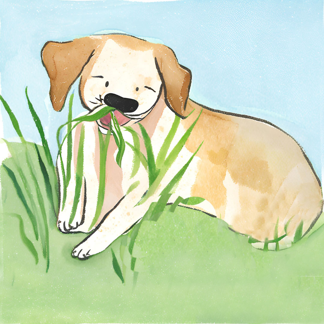 Hund frisst Gras.