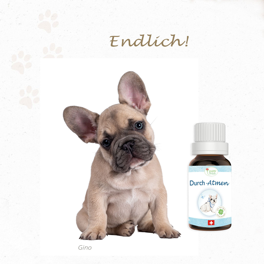 Produktbild: Franz. Bulldogge kann wieder durchatmen. Duftöl.